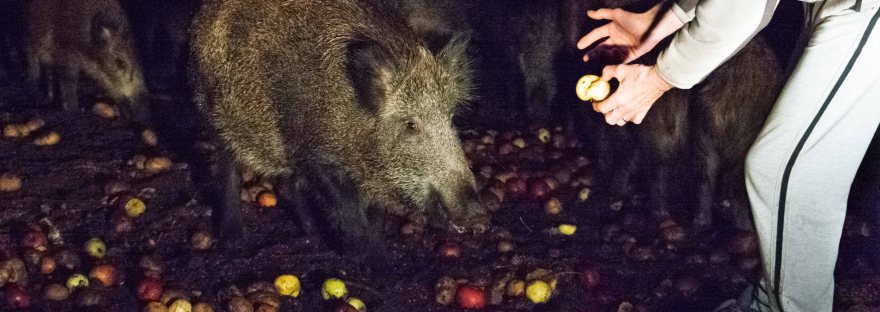 Wild Boar Nighttime Feeding, Lithuania | www.junemolloy.com