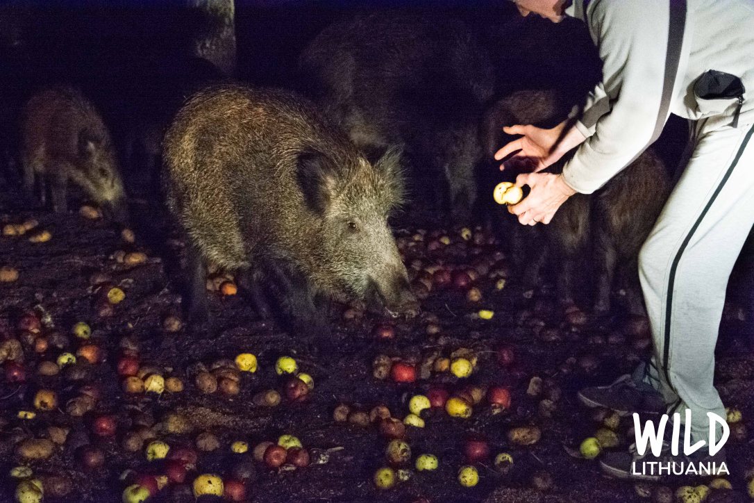 Wild Boar Nighttime Feeding, Lithuania | www.junemolloy.com
