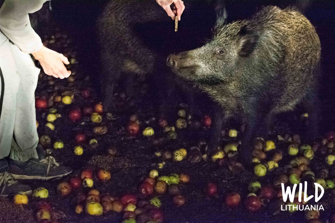 Wild Boar Nighttime Feeding, Lithuania | www.junemolloy.com
