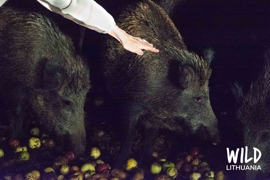 Wild Boar Nighttime Feeding, Lithuania | www.junemolloy.com