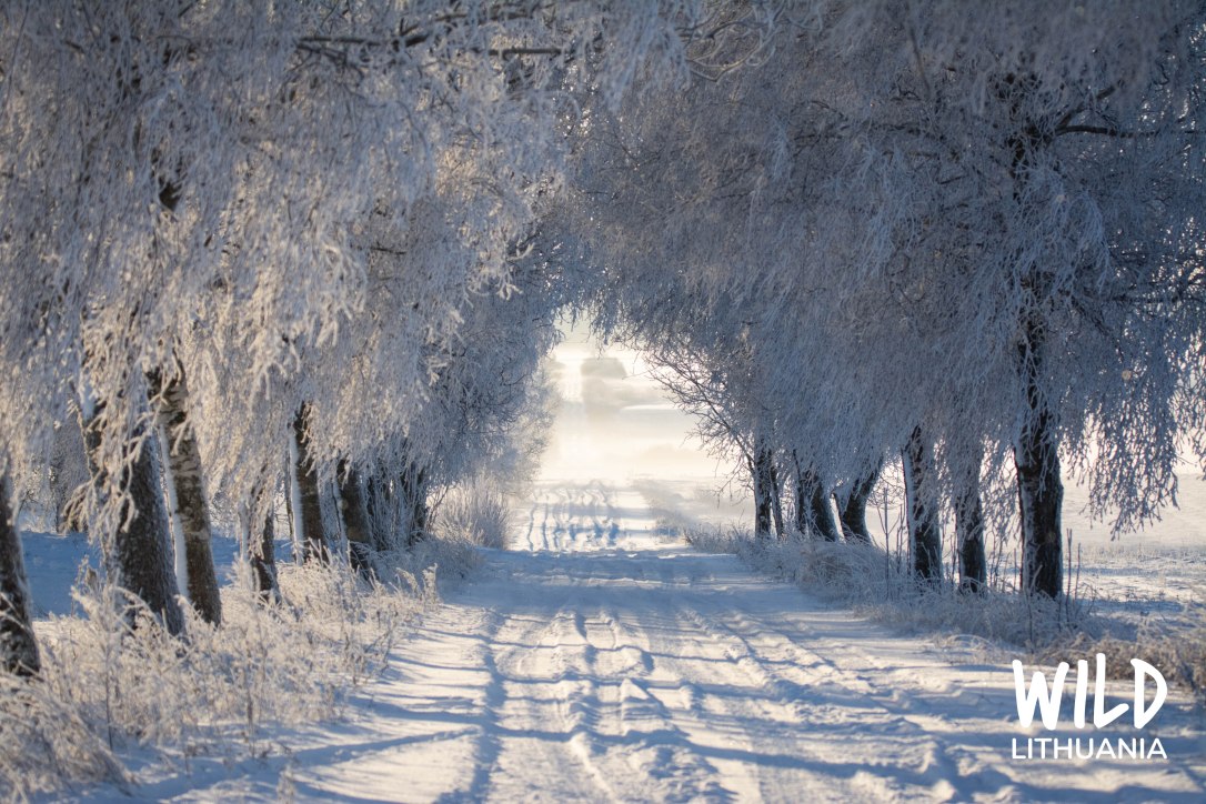 Snowy Lane, Lithuania | www.junemolloy.com