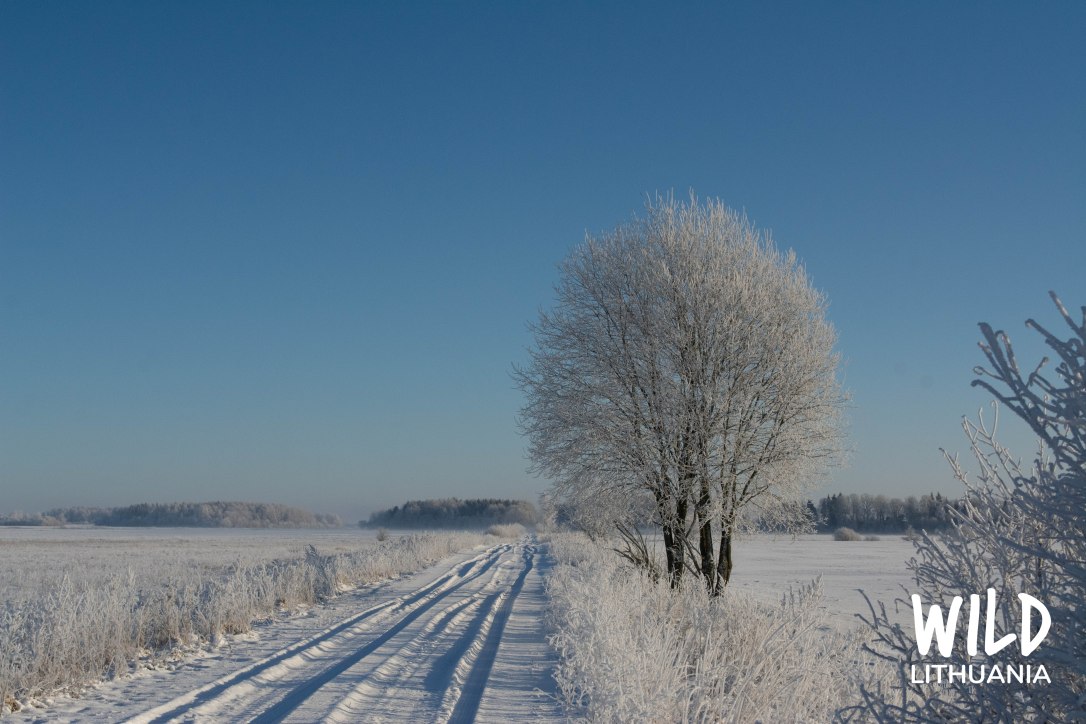 Snowy Lane, Lithuania | www.junemolloy.com