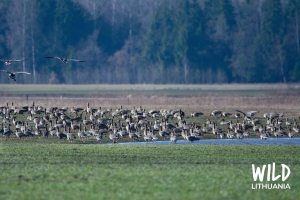 Bean Goose Migration, Lithuania | www.junemolloy.com