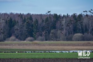 Bean Goose Migration, Lithuania | www.junemolloy.com