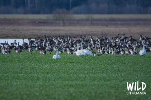 Bean Goose Migration, Lithuania | www.junemolloy.com