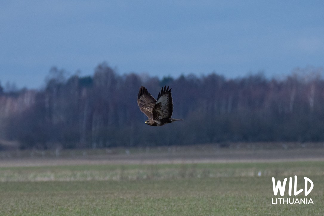 Common Buzzard | www.junemolloy.com