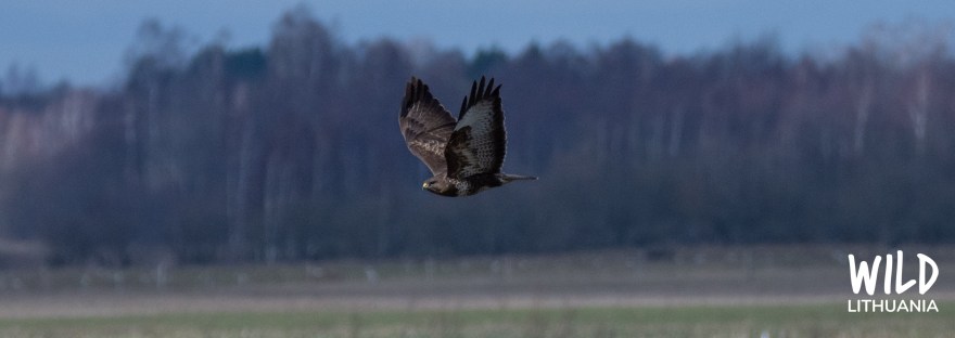 Common Buzzard | www.junemolloy.com