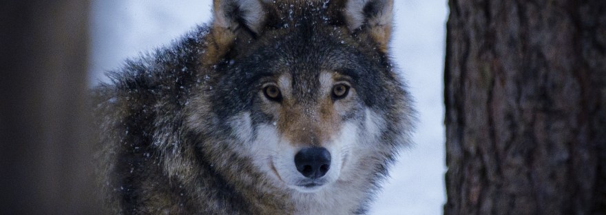 Grey Wolf | www.junemolloy.com