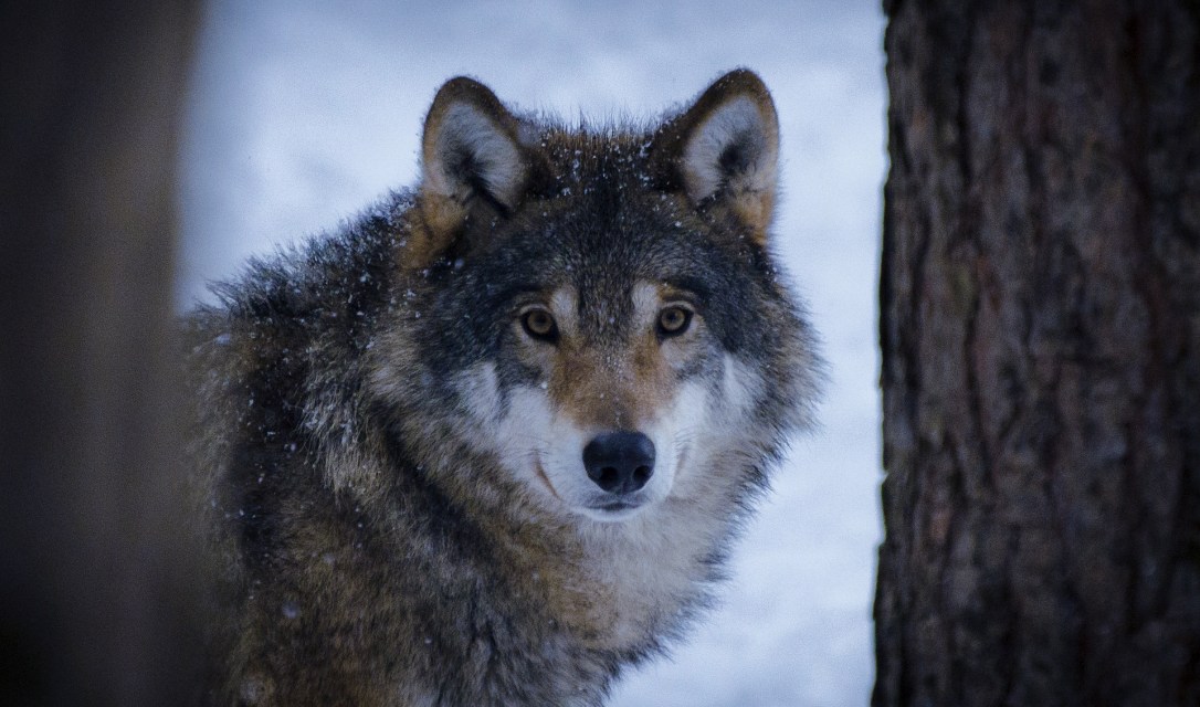 Grey Wolf | www.junemolloy.com