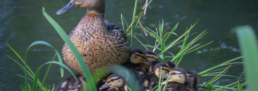 Mallard duck female with ducklings | www.junemolloy.com