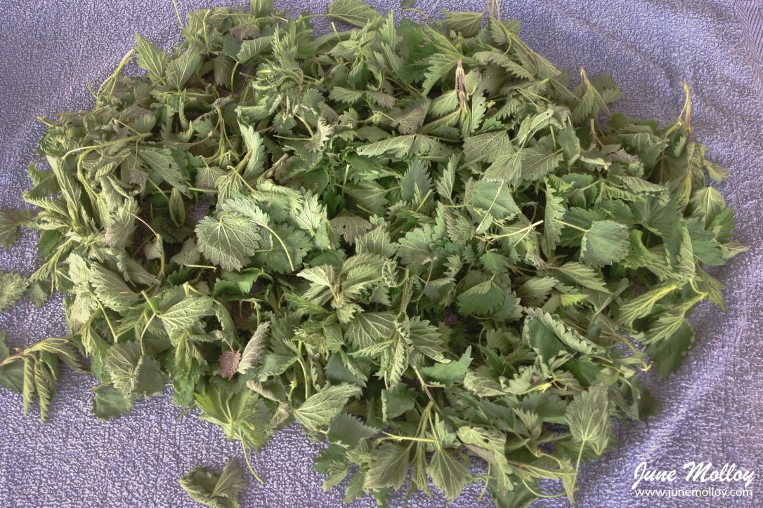 Homemade Nettle Tea | www.junemolloy.com