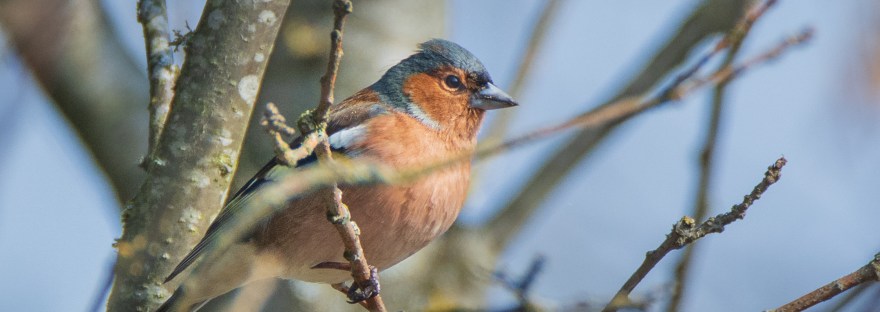 Male Chaffinch | www.junemolloy.com