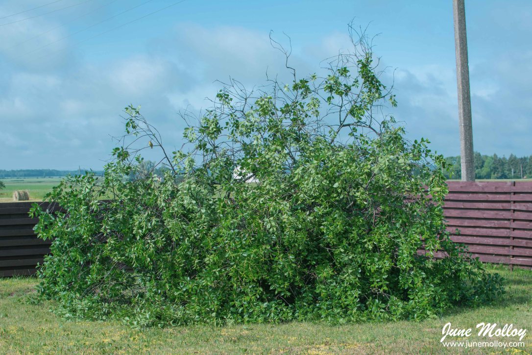 Cherry Tree | www.junemolloy.com