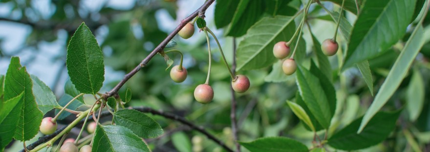 Cherry Tree | www.junemolloy.com