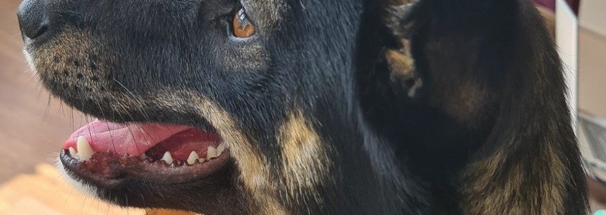 Luna | www.junemolloy.com