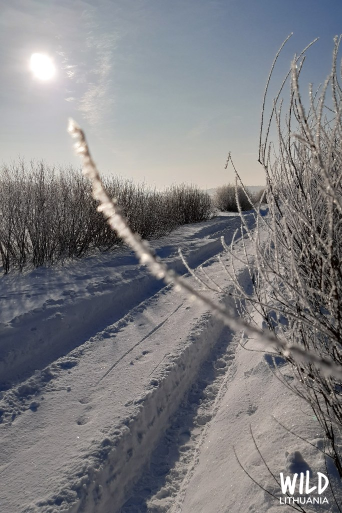 Pale Morning Sparkles | www.junemolloy.com