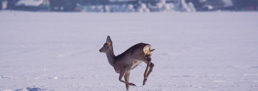 Roe Deer Doe Running | www.junemolloy.com