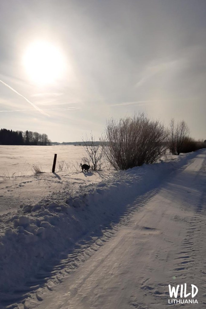 Luna in Pale Morning Sun | www.junemolloy.com