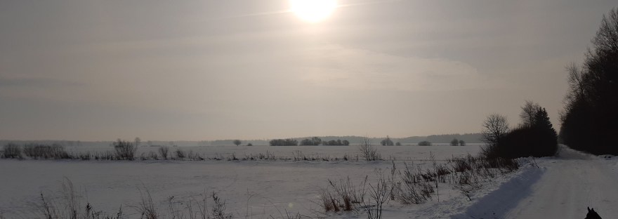 Pale Morning Sun | www.junemolloy.com