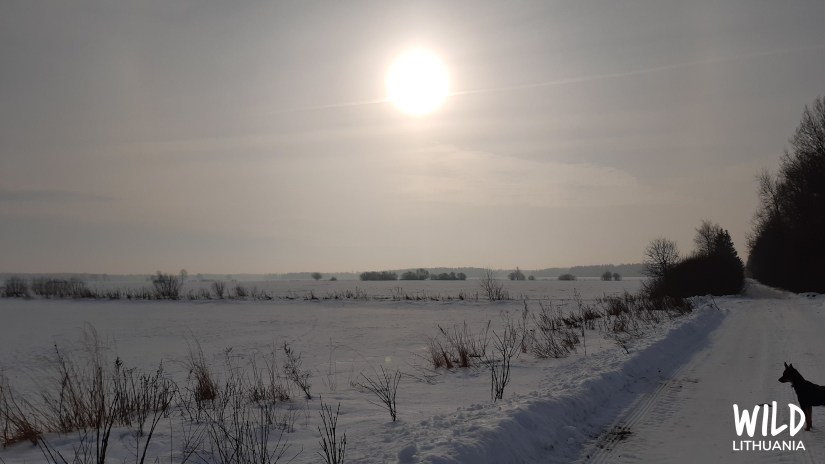 Pale Morning Sun | www.junemolloy.com