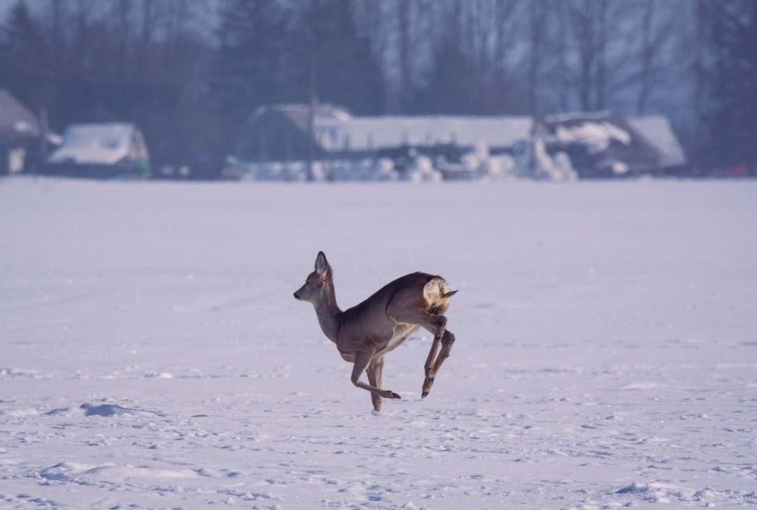 Roe Deer Doe Running | www.junemolloy.com