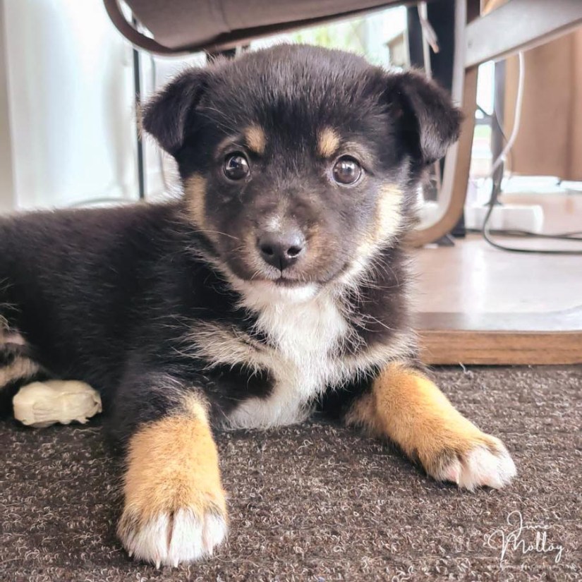 Luna | www.junemolloy.com