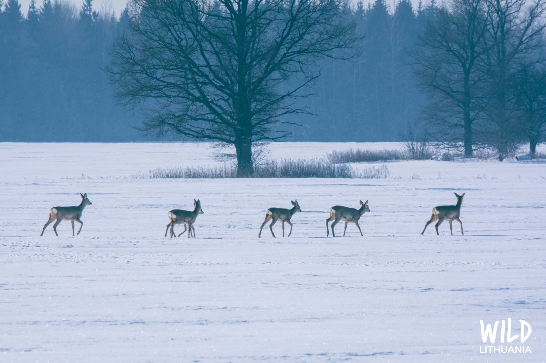 Roe Deer Herd | www.junemolloy.com