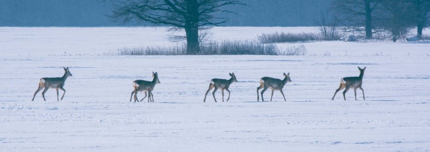 Roe Deer Herd | www.junemolloy.com