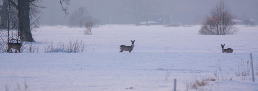 Roe Deer in Mist | www.junemolloy.com