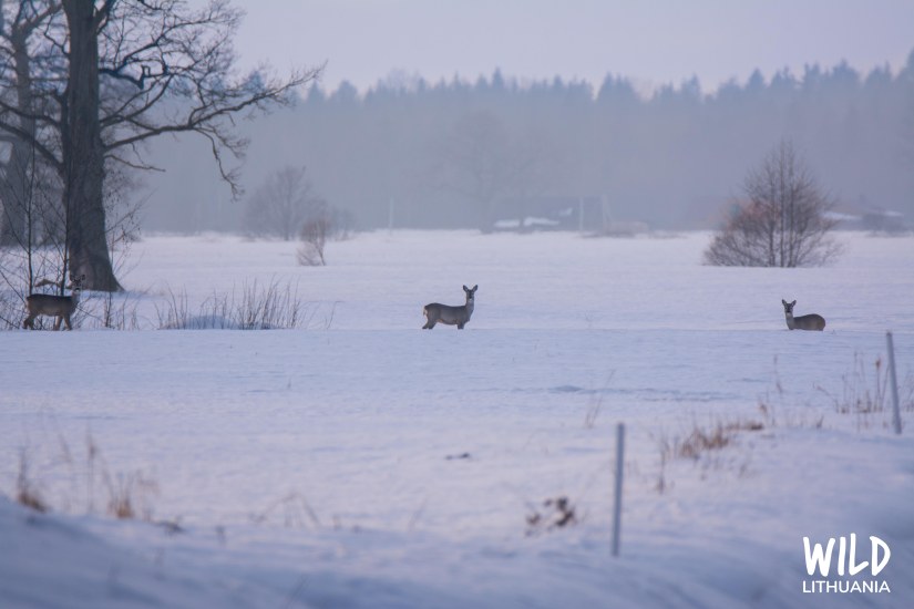 Roe Deer in Mist | www.junemolloy.com