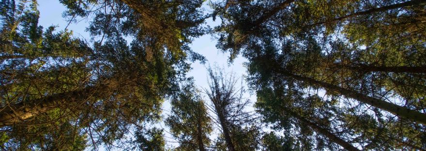 View from forest floor | www.junemolloy.com