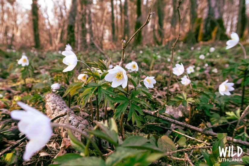 Wood anemore (Baltažiedė plukė) | www.junemolloy.com