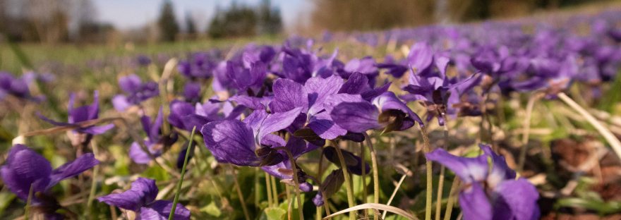Wood Violet (Kvapioji našlaitė) | www.junemolloy.com