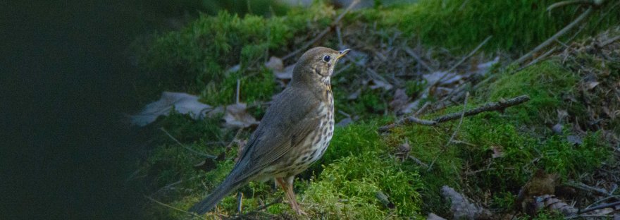 Song Thrush | www.junemolloy.com