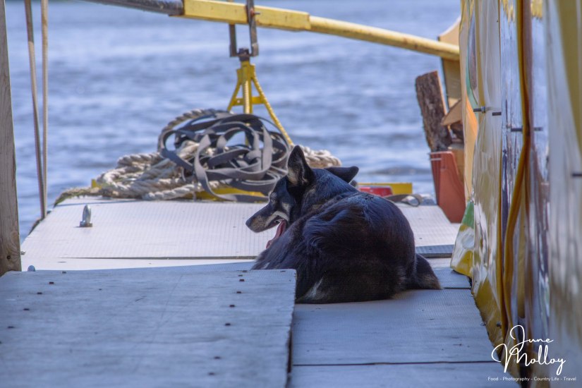 Luna finds some shade | www.junemolloy.com