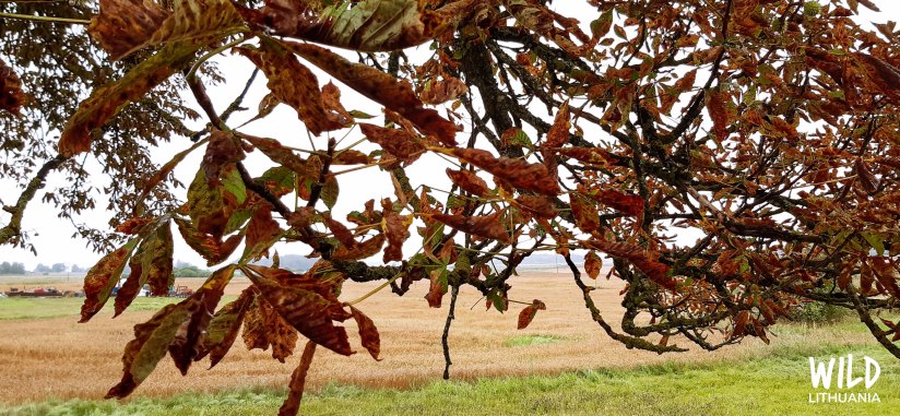 Chestnut Tree Autumn Leaves | Wild Lithuania | www.junemolloy.com