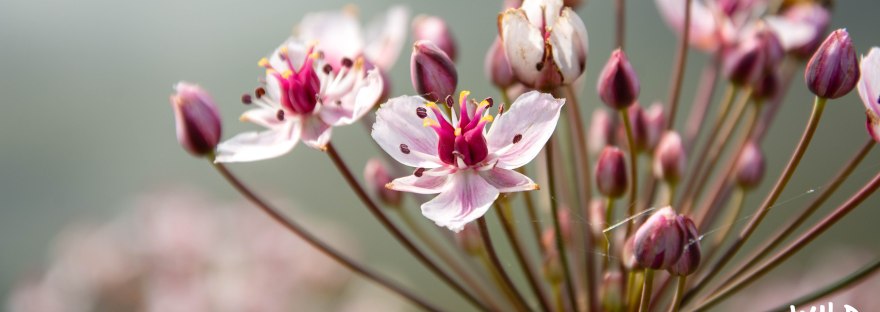 Flowering Rush by the Nemunas | Wild Lithuania | www.junemolloy.com