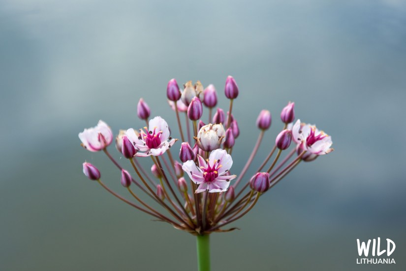 Flowering Rush by the Nemunas | Wild Lithuania | www.junemolloy.com