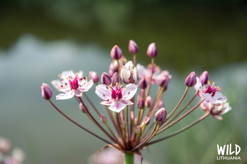 Flowering Rush by the Nemunas | Wild Lithuania | www.junemolloy.com