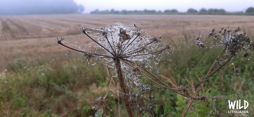 Spider's Web on Hogweed | Wild Lithuania | www.junemolloy.com