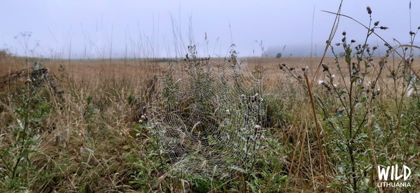 Wasp spider (paprastasis vapsvavoris) in web | Wild Lithuania | www.junemolloy.com