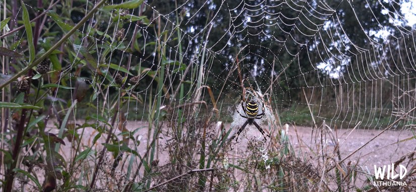 Wasp spider (paprastasis vapsvavoris) in web | Wild Lithuania | www.junemolloy.com