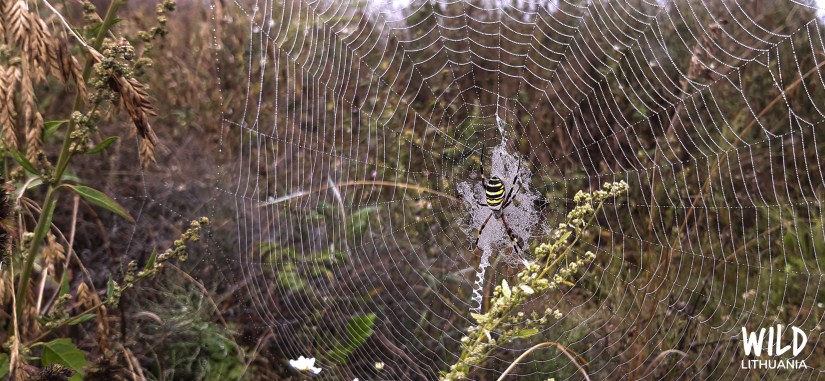 Wasp spider (paprastasis vapsvavoris) in web | Wild Lithuania | www.junemolloy.com