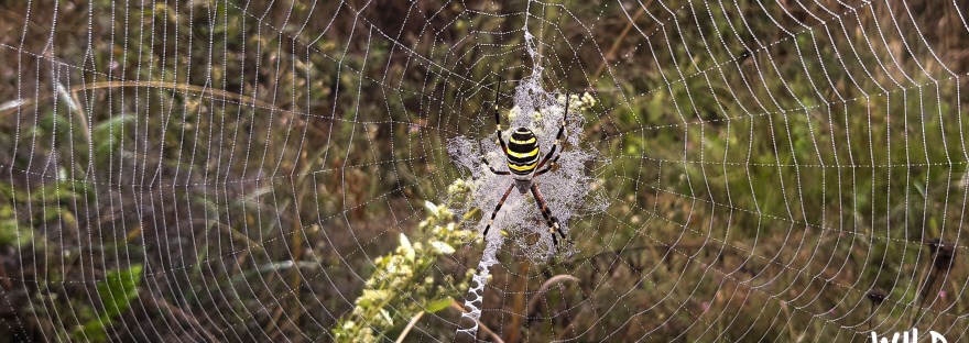 Wasp spider (paprastasis vapsvavoris) in web | Wild Lithuania | www.junemolloy.com