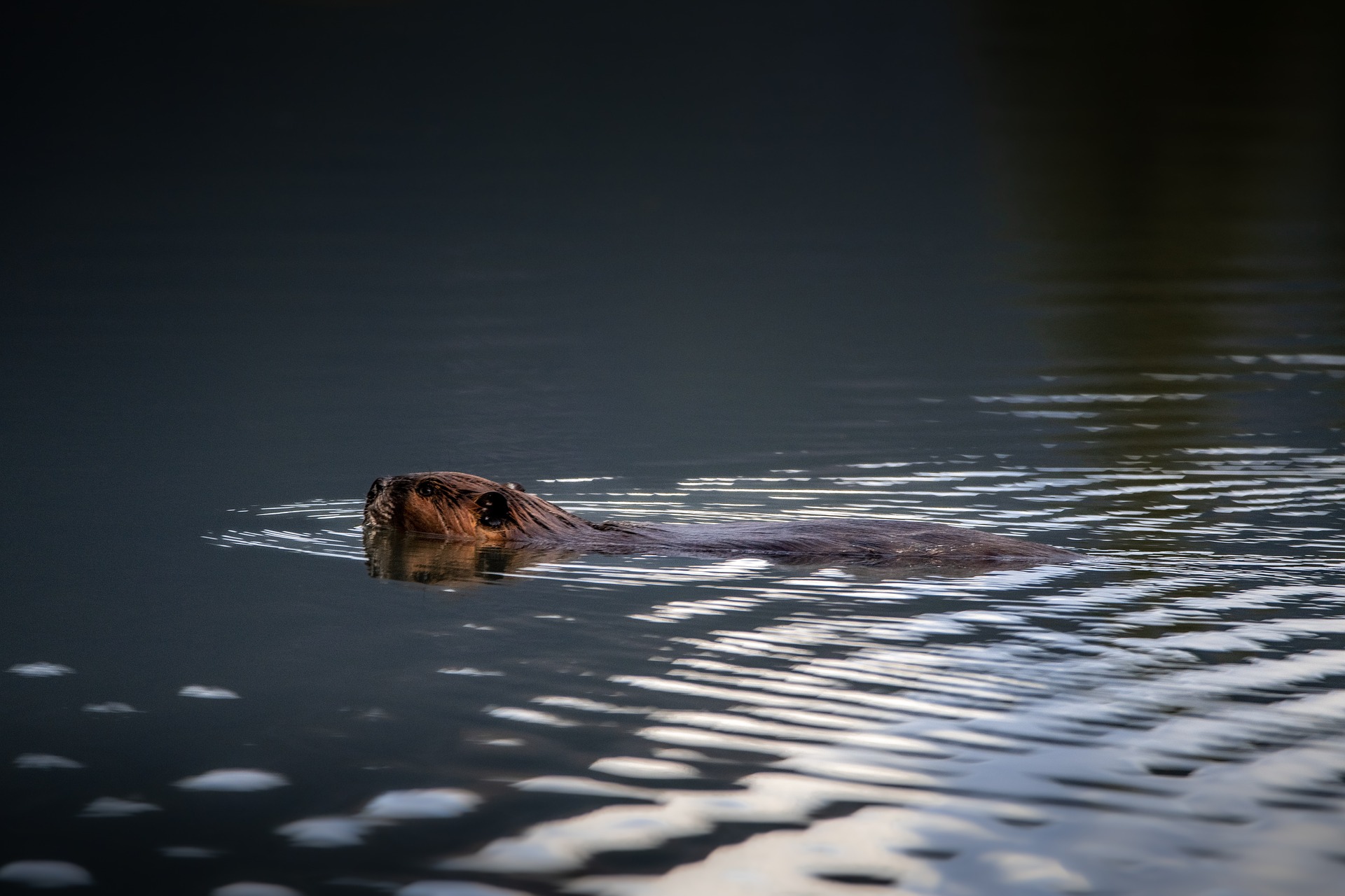 Beaver | www.junemolloy.com